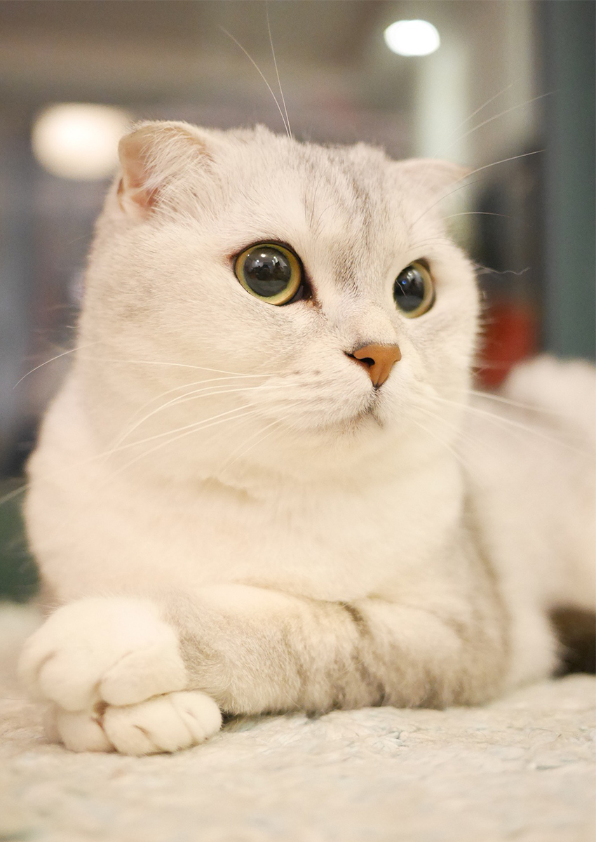 scottish fold