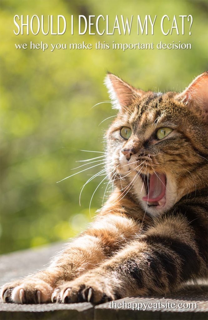 Pros And Cons To Declawing Cats