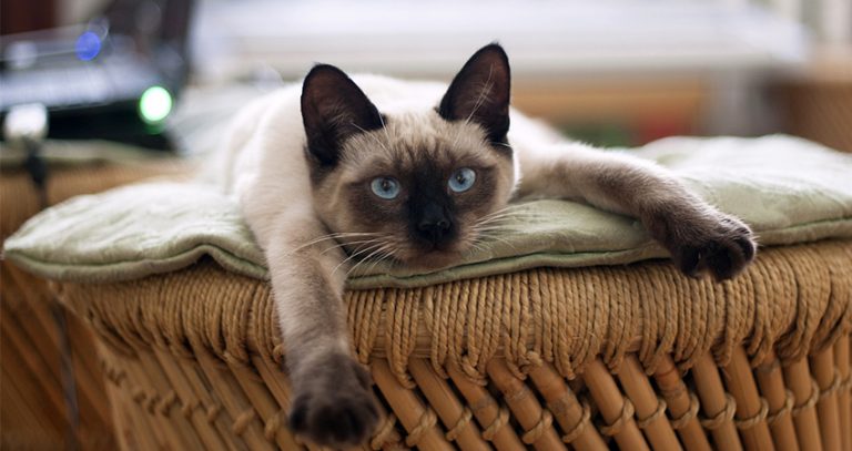 Siamese Cats: A Complete Guide