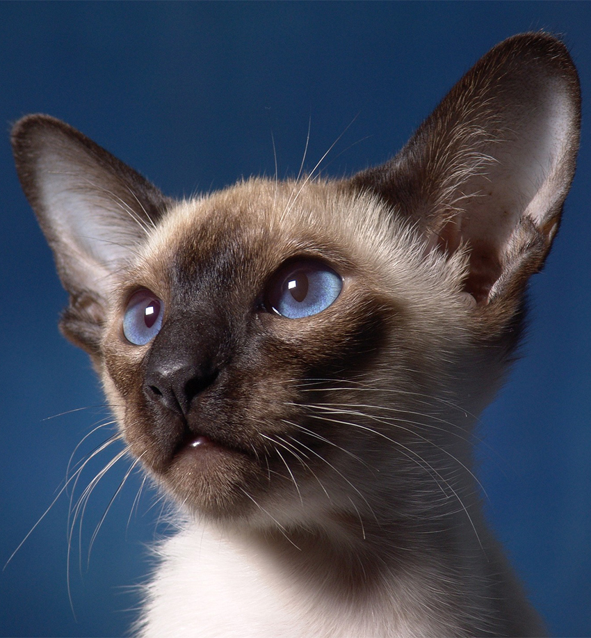 Siamese Kitten