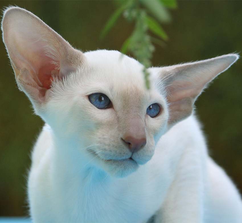 Lilac Point Siamese Cat