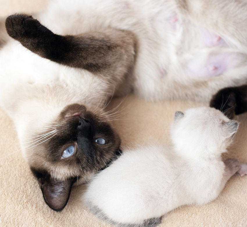 Siamese Cat Breeders