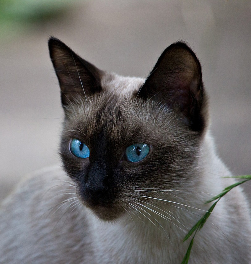 classic siamese