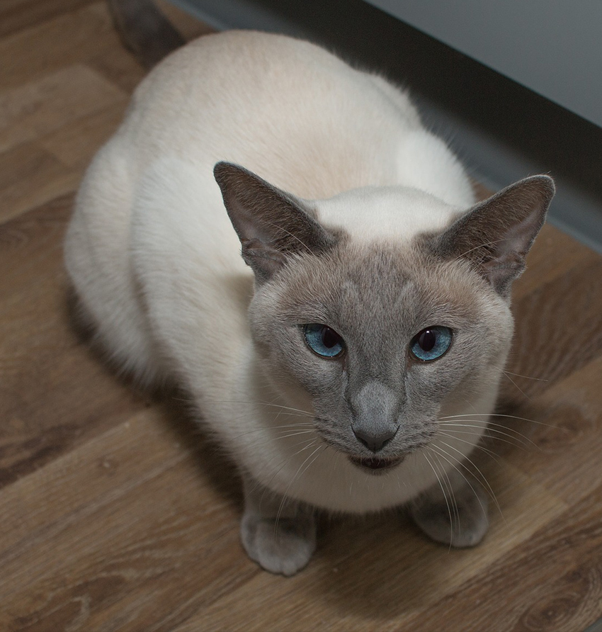 Albums 95+ Images the distinctive fur color of a siamese cat is an example of: Latest