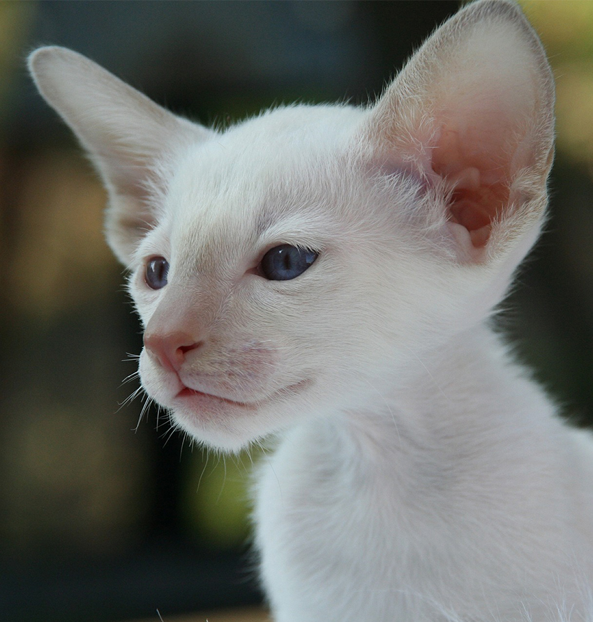 Siamese Cat Information