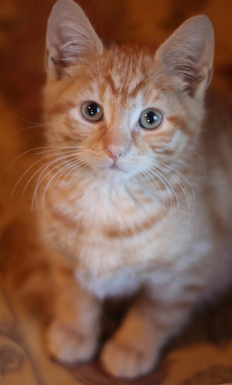 What will happen to Billy if his new owner is allergic to kittens!