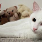 Are white cats all deaf? Find out in this interesting article