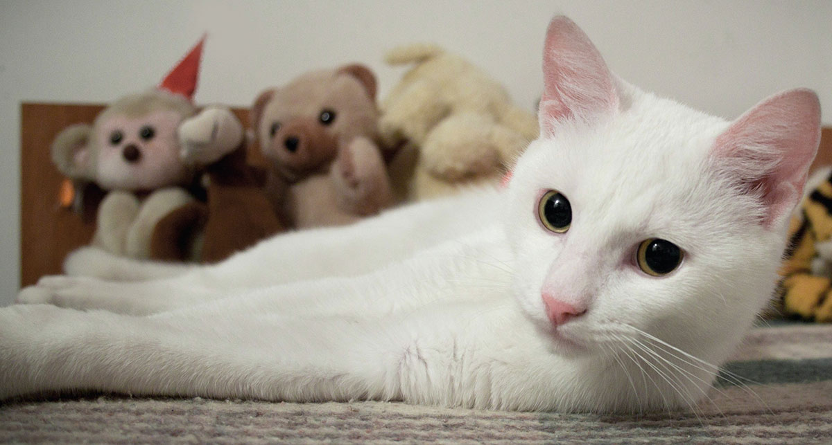 Are white cats all deaf? Find out in this interesting article