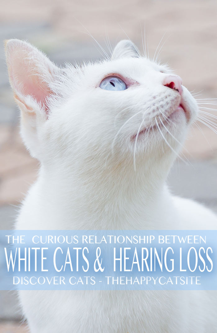 Discover the curious relationship between white cats, blue eyes, and hearing loss