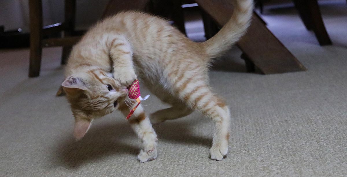 How Much Raw Food Should I Feed My Cat Iron Will Raw Iron Will Raw Inc