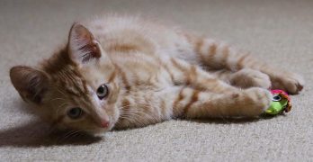 3 Month Old Kitten – Find Out What 3 Month Kittens Do All Day