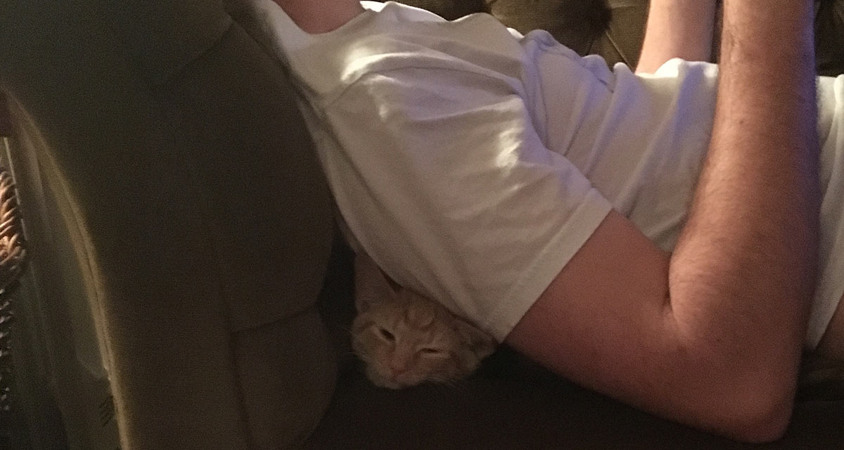 spot the sleeping kitten!
