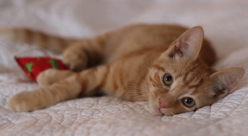 Ginger kitten on bed