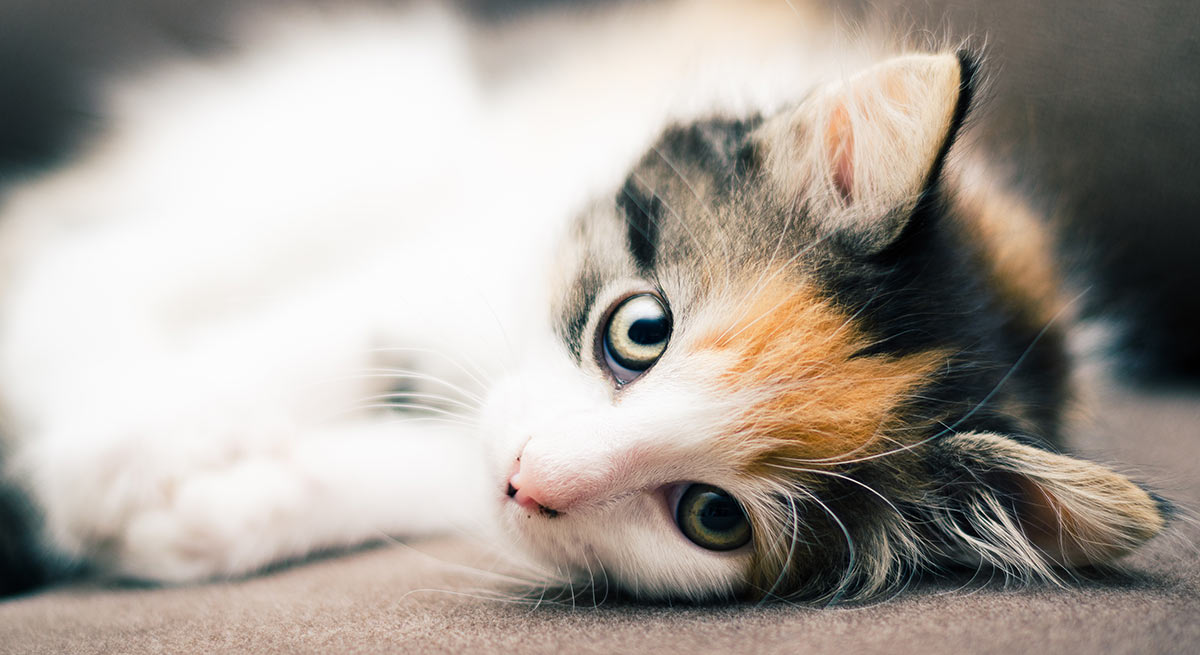 calico cat lying down