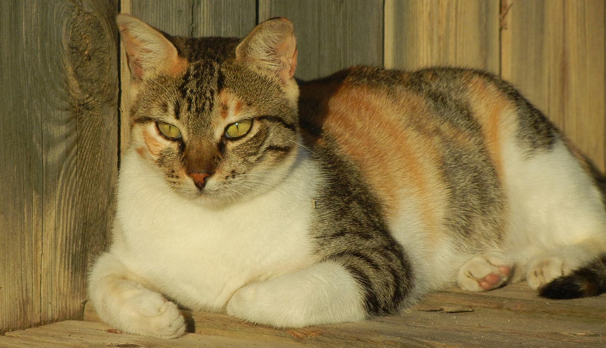 Are All Calico Cats Female? The Gender and Color Link In ...