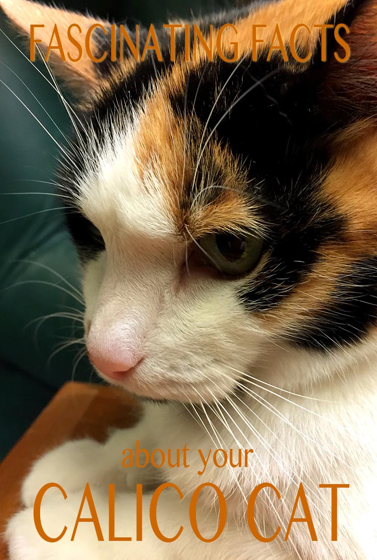 Fascinating facts about calico and tortoiseshell cats and why they are almost (but not quite) always female