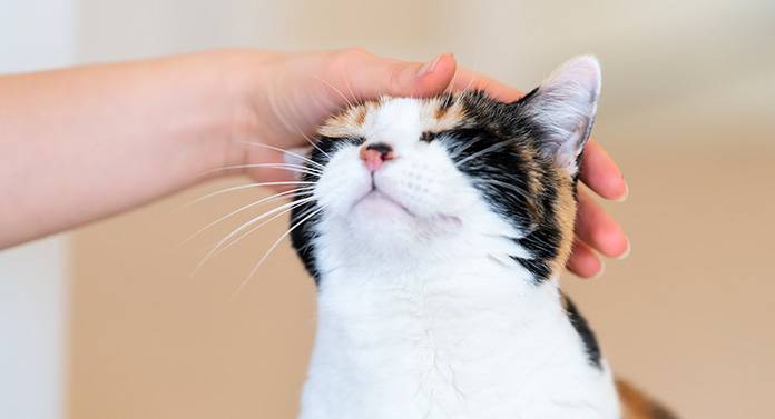 are all calico cats female