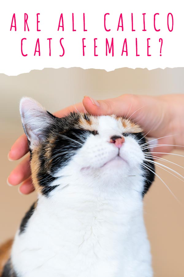 are all calico cats female