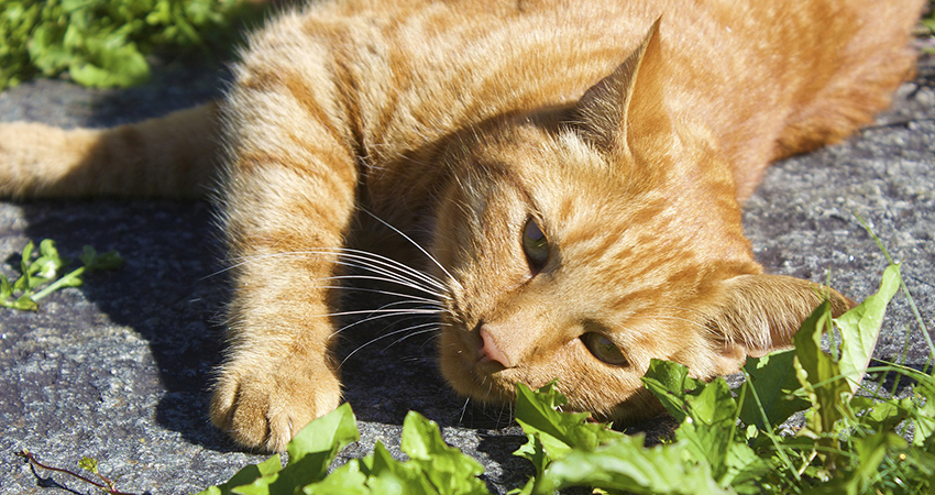 Are All Ginger Cats Male?