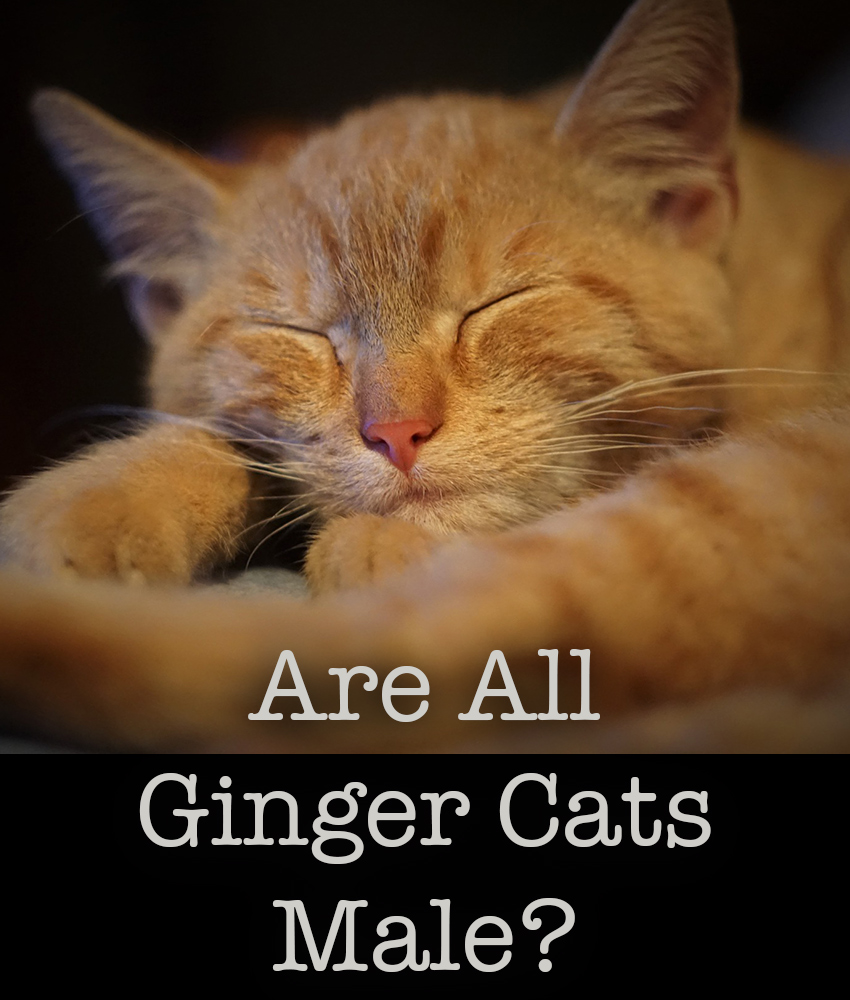 Are All Ginger Cats Male?