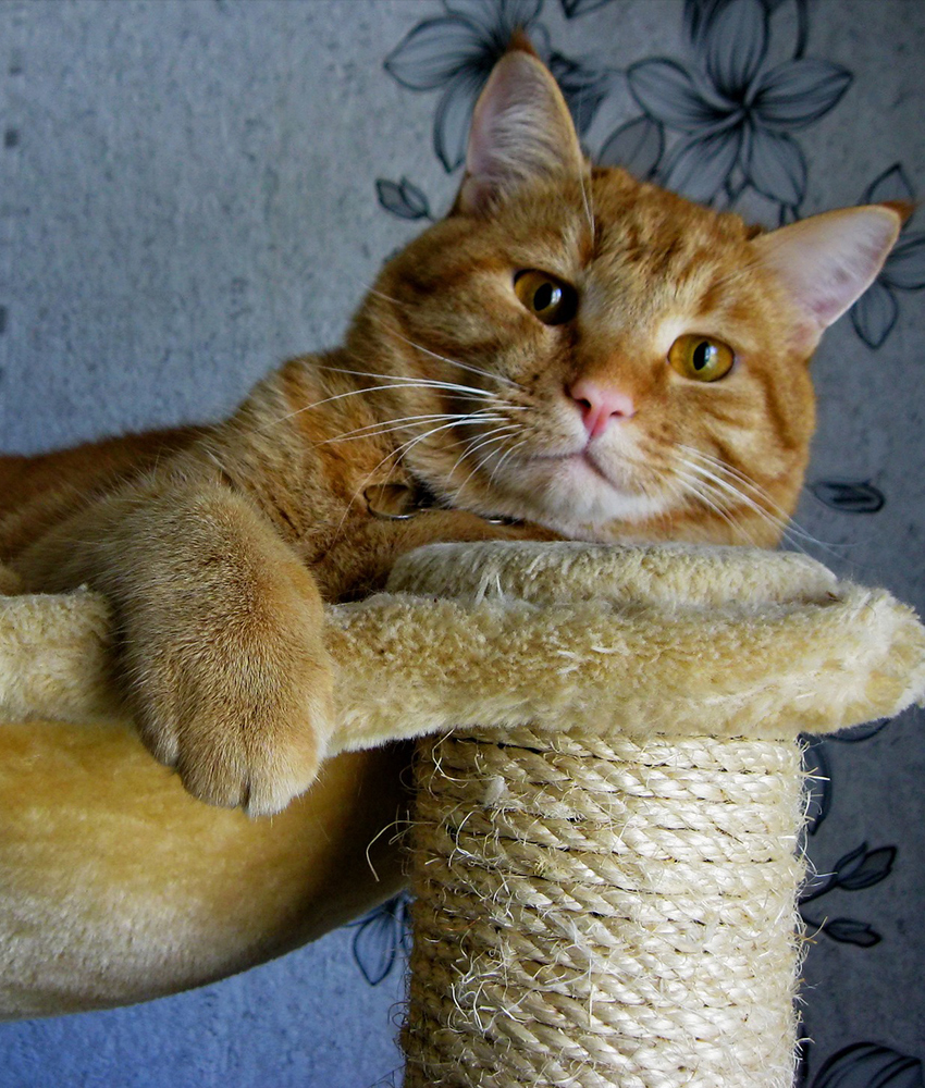 Are All Ginger Cats Male?