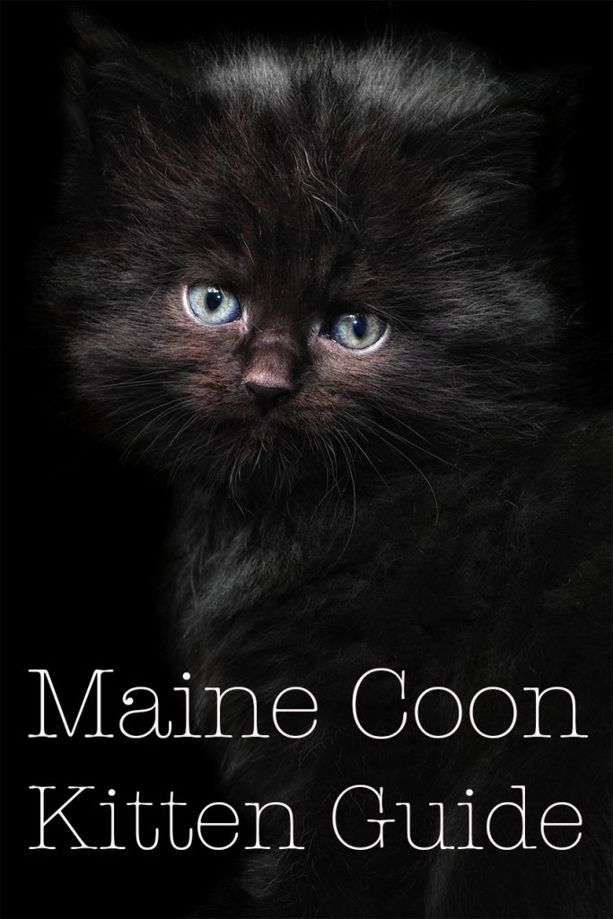 Baby Maine Coon Cat Choosing And Raising Your Maine Coon Kitten
