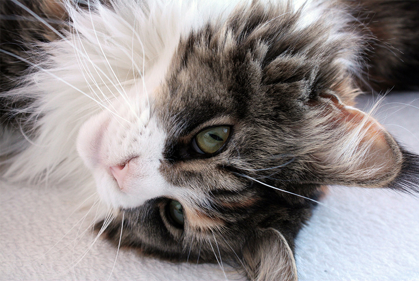 Maine Coon Kittens are exceptionally beautiful, and very affectionate