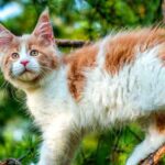 baby maine coon with tufted ears