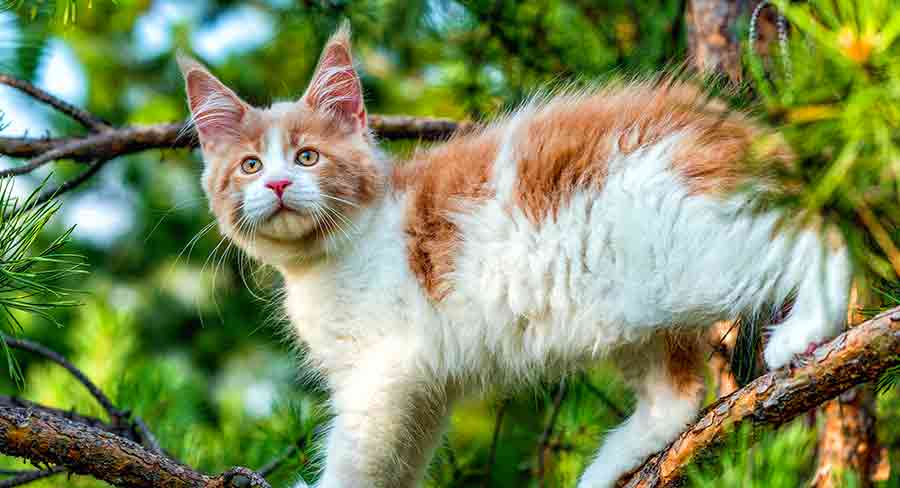 baby maine coon with tufted ears