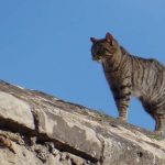 street cats of Barcelona - grey tabby