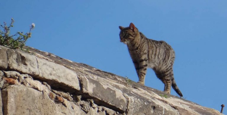 street cats of Barcelona - grey tabby
