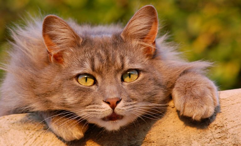 This glossy coated cat does not have cat dandruff