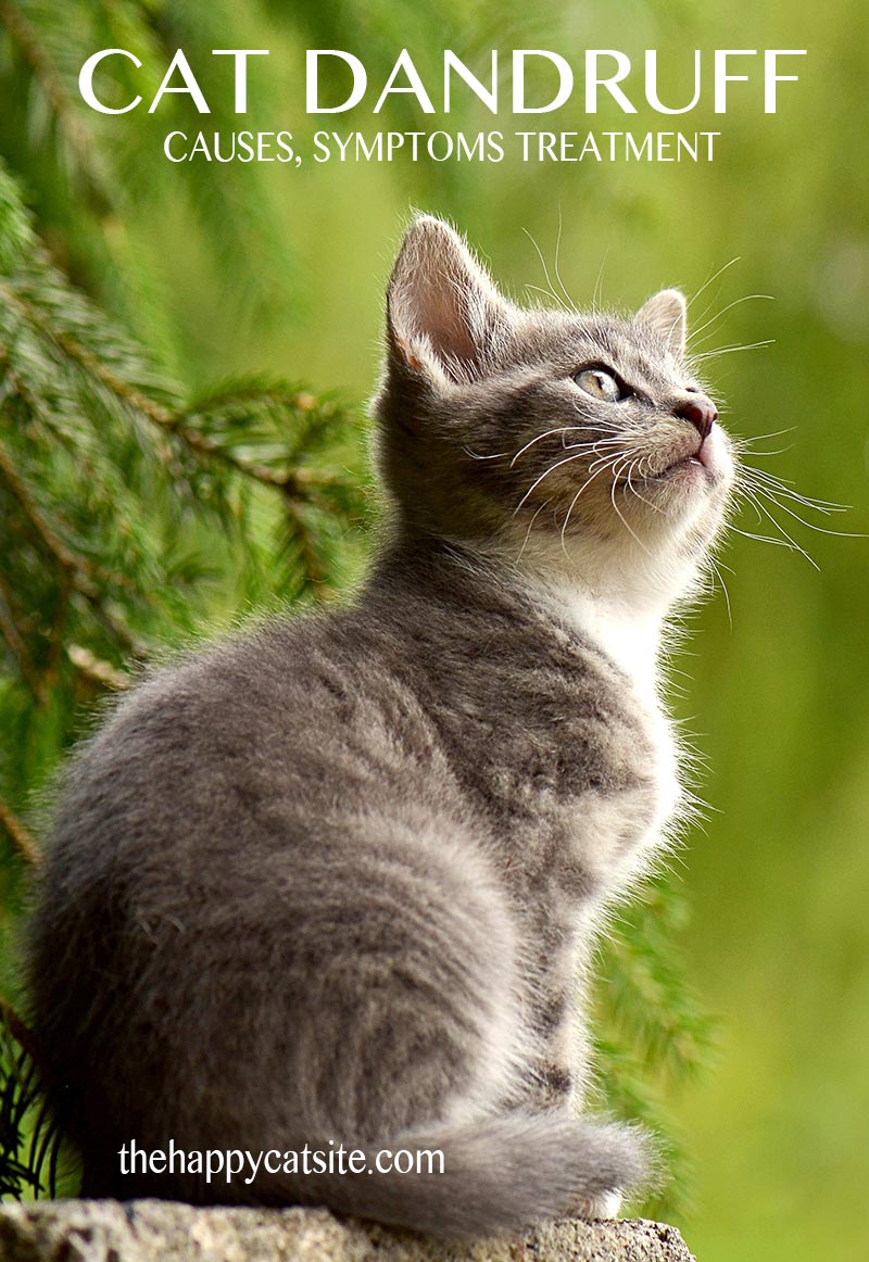 We explain what causes cat dandruff and how to treat it