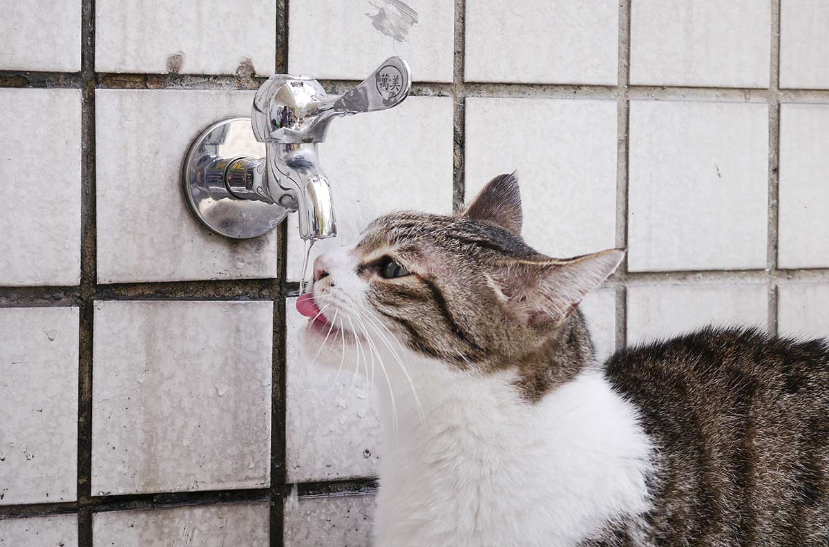 Cat drinking water from a faucet - a cat drinking lots of water could be a sign that something is wrong