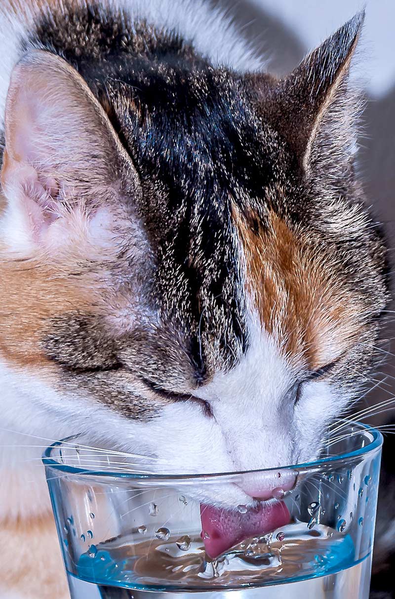 If your cat drinks a lot of water, it's a good idea to get him checked over by the veterinarian. 