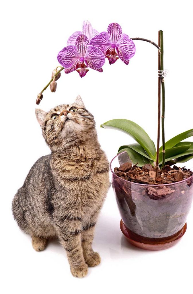 Poisonous Plants For Cats Your Complete Cat Safety Guide