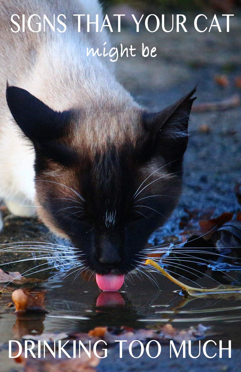 Is your cat drinking a lot of water - find out the signs that he might be drinking too much