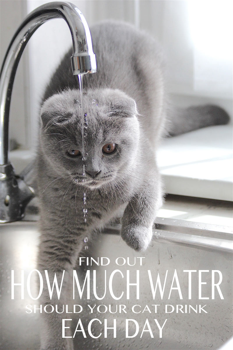 My cat is drinking a lot of water! A cat drinking a lot of water, or water from unusual places may need a check up from the vet