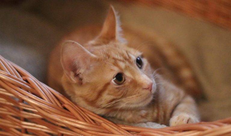 Billy the kitten is neutered