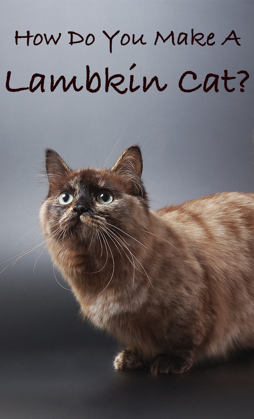 Lambkin Cats - A Selkirk Rex Munchkin cat mix breed