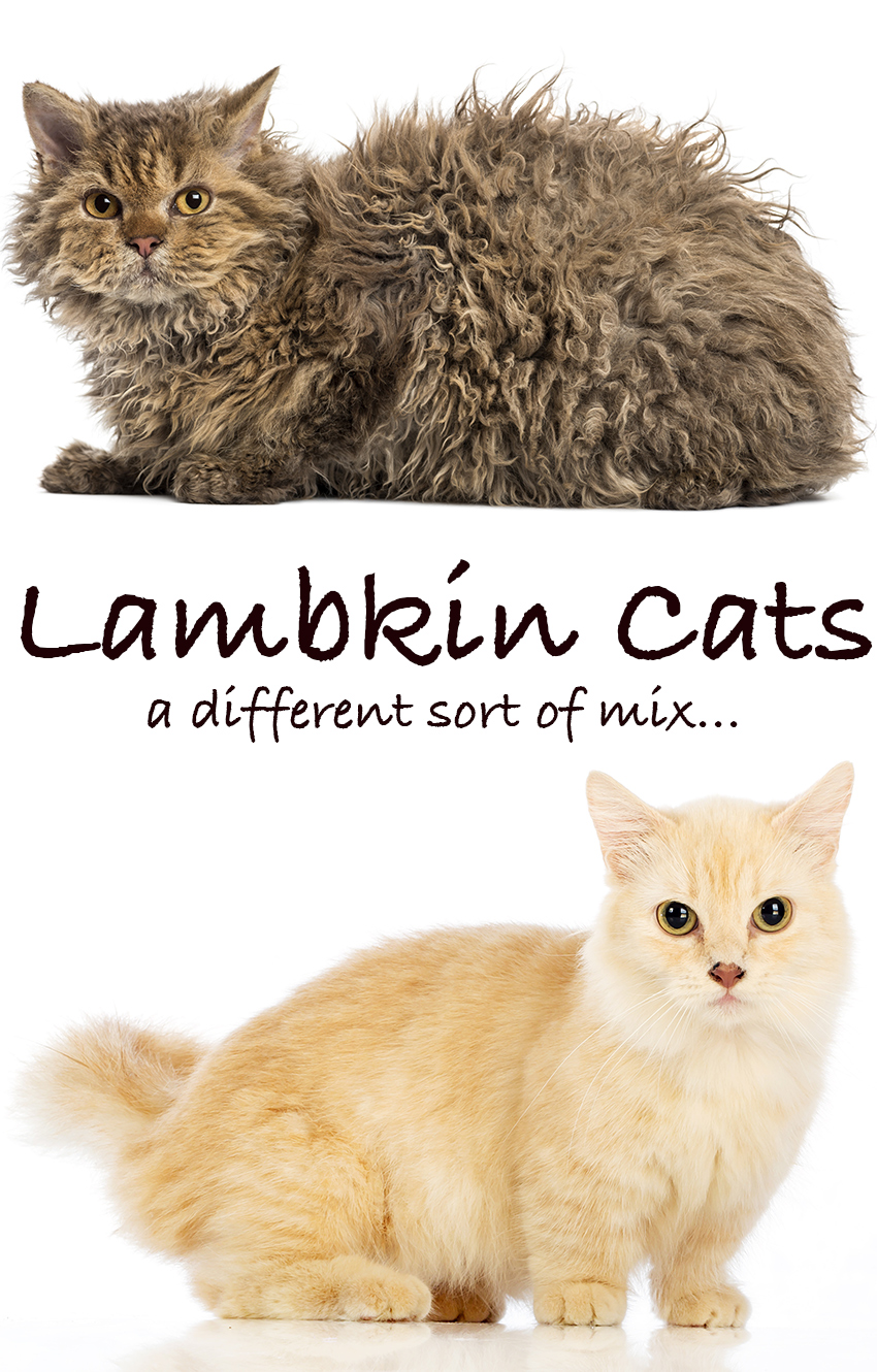 Lambkin Cat Mixed Breed Information. 