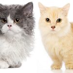 Lambkin Cat - A guide to the Lambkin dwarf cat