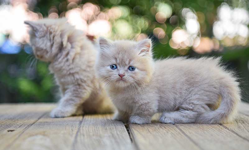 Teacup Cats And Miniature Cats - A Complete Guide