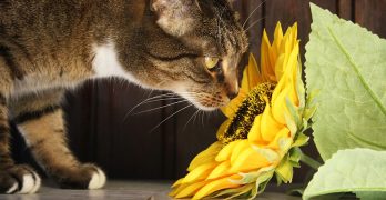 Poisonous Plants For Cats - A Complete Guide To Which Plants Are Cat Safe and Which Are Potentially Toxic