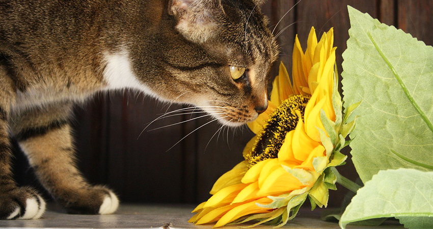 Poisonous Plants And Flowers For Cats