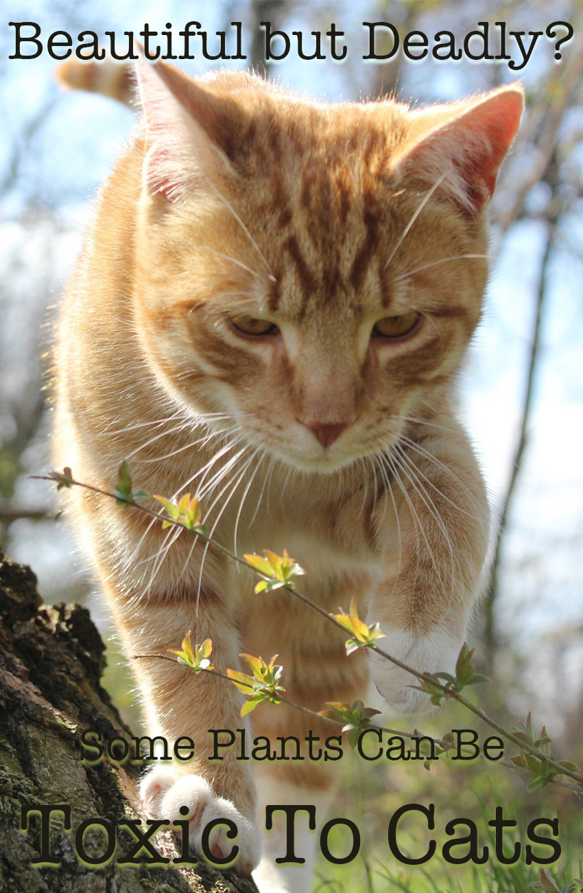 A Complete Guide To Poisonous Plants For Cats