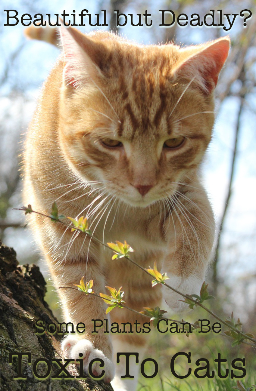 Poisonous Plants For Cats - Your Complete Cat Safety Guide