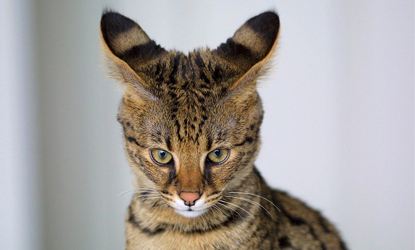 Savannah cats have very distinctive ear shapes and markings.