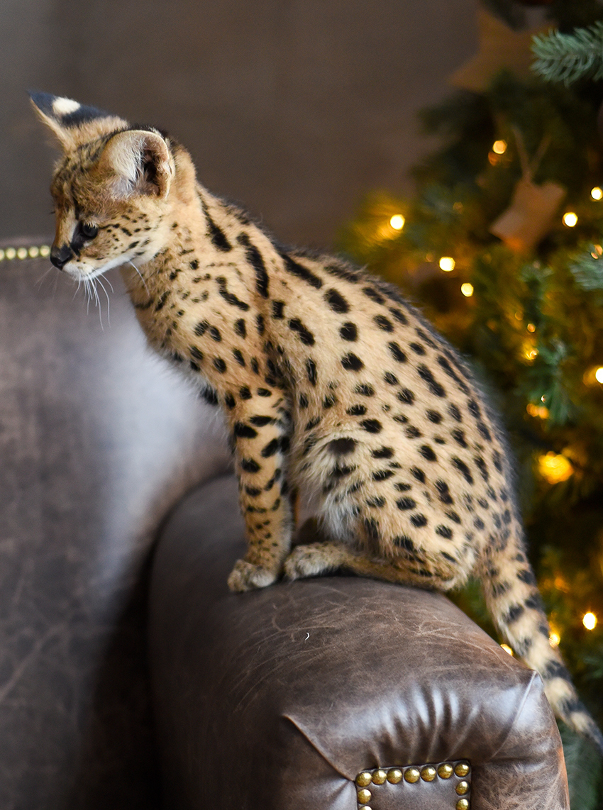 Complete Guide To Savannah Cats - The Happy Cat Site