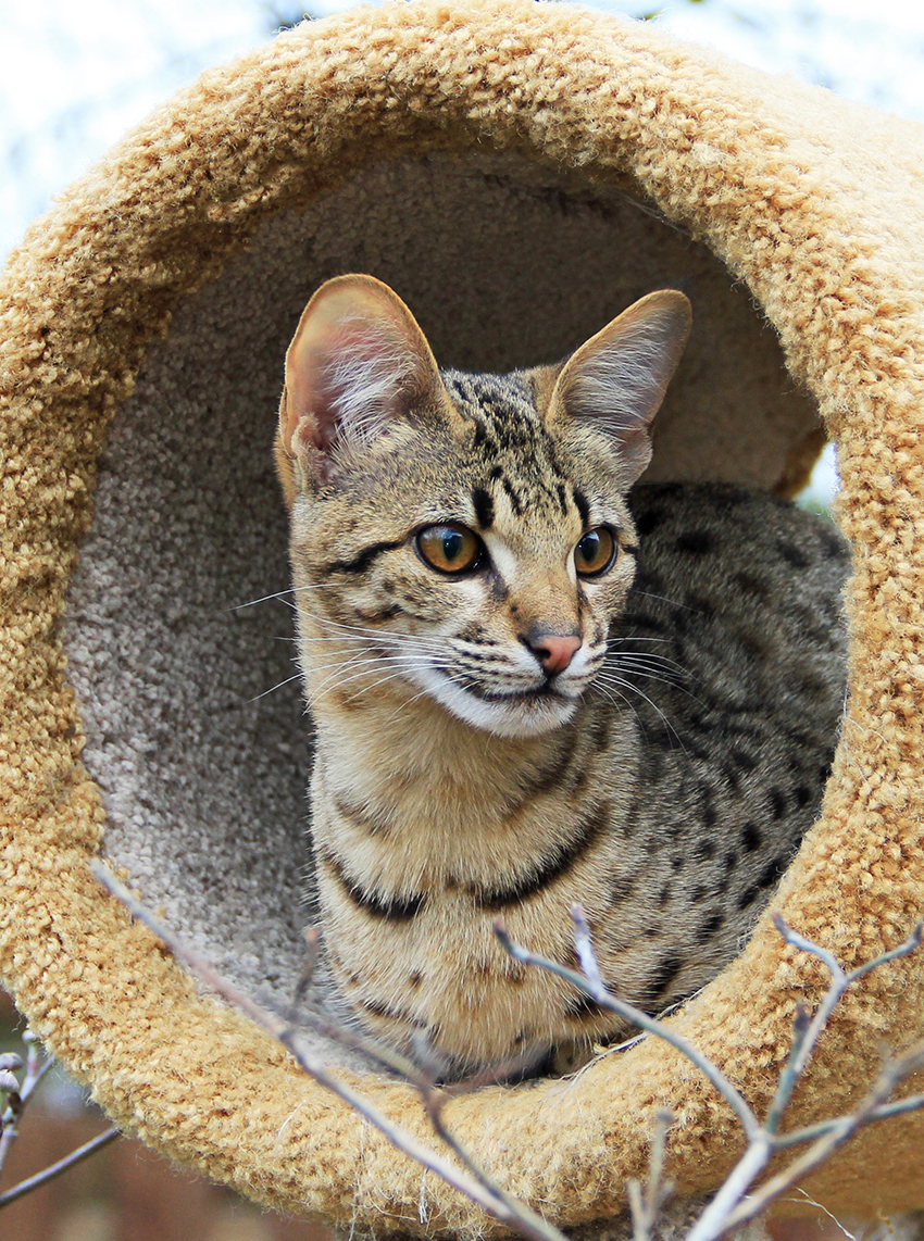 Savannah Cat Lifespan 